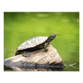 14x11 Schildpad op een log Foto Afdruk (Voorkant)