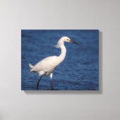 14x11 Snowy Egret op Noordstrand Canvas Afdruk (Voorkant)