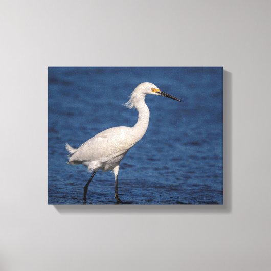 14x11 Snowy Egret op Noordstrand Canvas Afdruk (Voorkant)