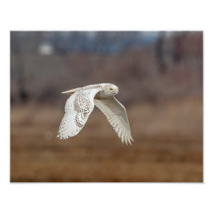 14x11 Snowy owl in vlucht Foto Afdruk