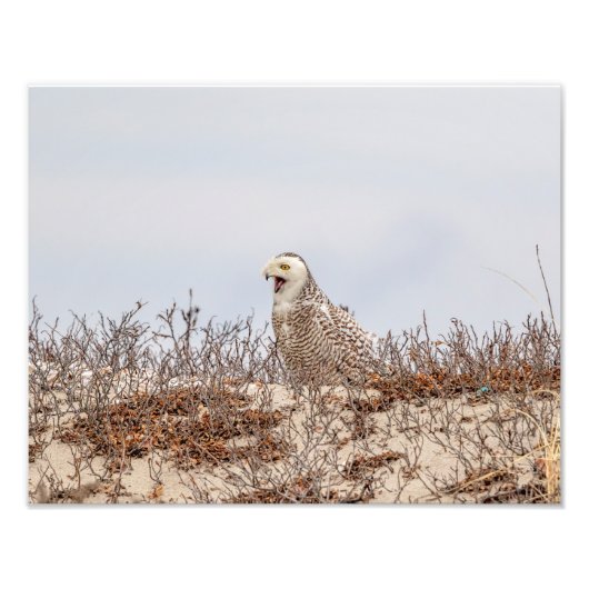 14x11 Snowy owl op het strand Foto Afdruk (Voorkant)