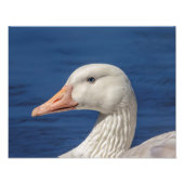 14x11 White Canadian Goose Foto Afdruk (Voorkant)