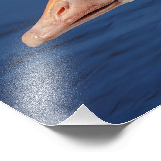 14x11 White Canadian Goose Foto Afdruk (Hoek)