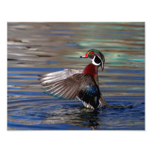 14x11 Wing Flapping Wood Duck Foto Afdruk