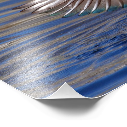 14x11 Wing Flapping Wood Duck Foto Afdruk (Hoek)