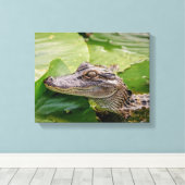 14x11 Young Alligator Canvas Afdruk (Insitu (Houten vloer))