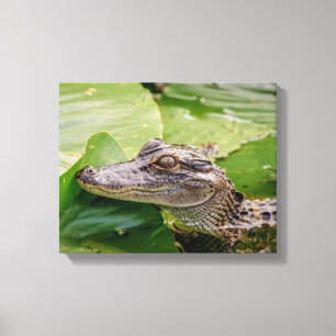 14x11 Young Alligator Canvas Afdruk