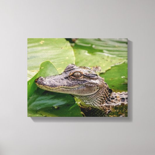 14x11 Young Alligator Canvas Afdruk (Voorkant)