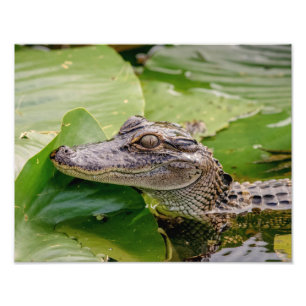 14x11 Young Alligator Foto Afdruk