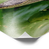 14x11 Young Alligator Foto Afdruk (Hoek)