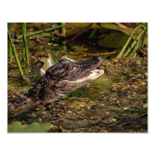 14x11 Young Alligator Foto Afdruk (Voorkant)