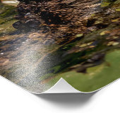 14x11 Young Alligator Foto Afdruk (Hoek)