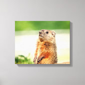 14x11 Young Groundhog Canvas Afdruk (Voorkant)