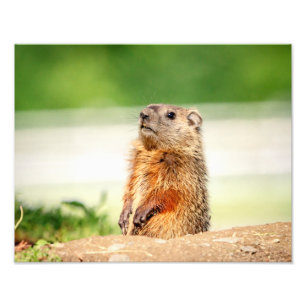 14x11 Young Groundhog Foto Afdruk
