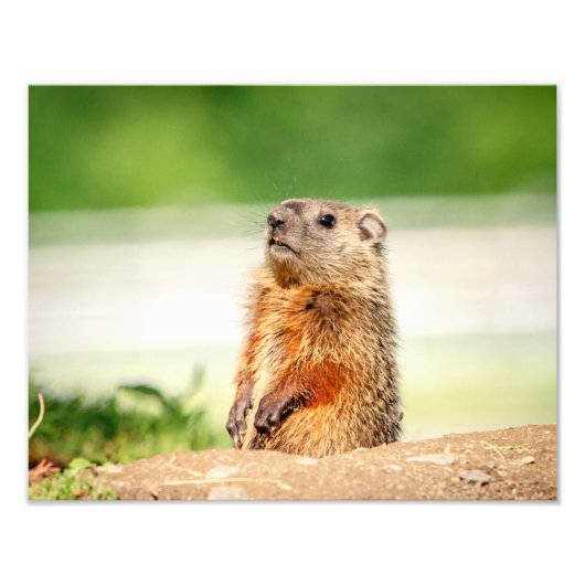 14x11 Young Groundhog Foto Afdruk (Voorkant)