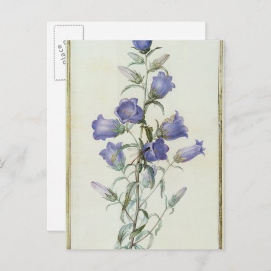 15:Campanula: Middelgroot 1787 Briefkaart (Voorkant / Achterkant)