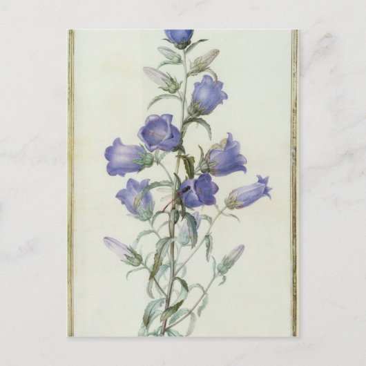 15:Campanula: Middelgroot 1787 Briefkaart (Voorkant)