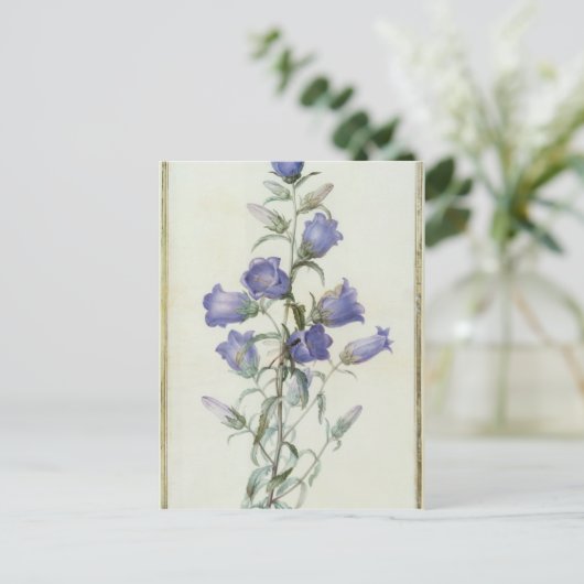 15:Campanula: Middelgroot 1787 Briefkaart (Staand voorkant)