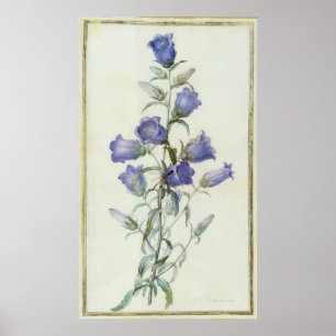 15:Campanula: Middelgroot 1787 Poster