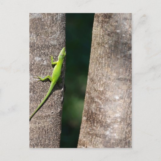 15 minuten.JPG Briefkaart (Voorkant)