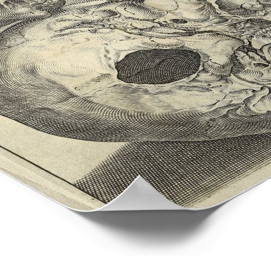 1616  Skulls Anatomy Print (Hoek)