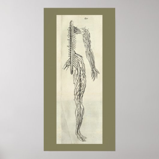 1686 Nerves Anatomy Print (Voorkant)