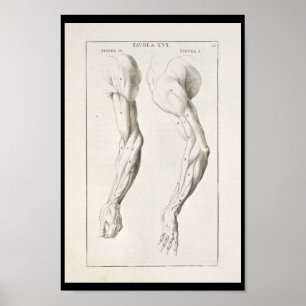 1691 Kunstmatige anatomie Armus Kunst Afdrukken Poster