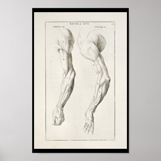 1691 Kunstmatige anatomie Armus Kunst Afdrukken Poster (Voorkant)