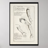 1691 Kunstmatige anatomie Armus Kunst Afdrukken Poster (Voorkant)