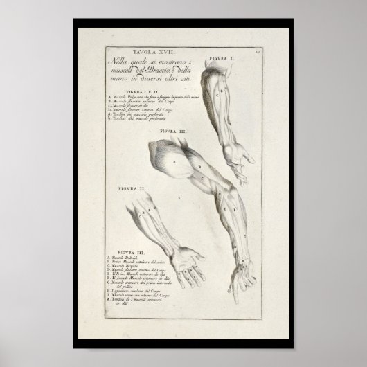 1691 Kunstmatige anatomie Armus Kunst Afdrukken Poster (Voorkant)