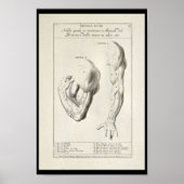 1691 Kunstmatige anatomie Armus Kunst Afdrukken Poster (Voorkant)
