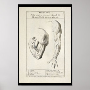 1691 Kunstmatige anatomie Armus Kunst Afdrukken Poster