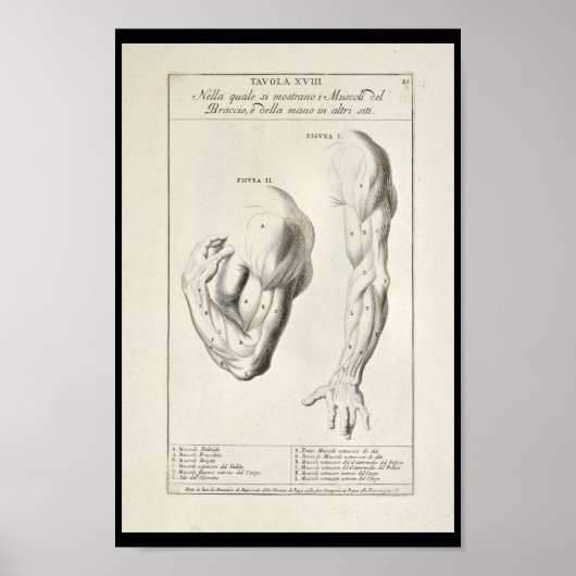 1691 Kunstmatige anatomie Armus Kunst Afdrukken Poster (Voorkant)