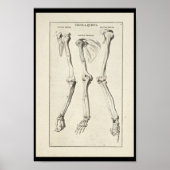 1691 Kunstmatige anatomie Botten Kunst afdrukken Poster (Voorkant)