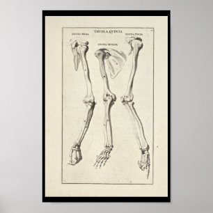 1691 Kunstmatige anatomie Botten Kunst afdrukken Poster