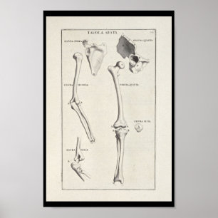 1691 Kunstmatige anatomie Botten Kunst afdrukken Poster