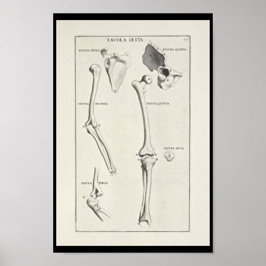1691 Kunstmatige anatomie Botten Kunst afdrukken Poster (Voorkant)