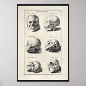 1691 Kunstmatige anatomie schedel afdrukken Poster (Voorkant)