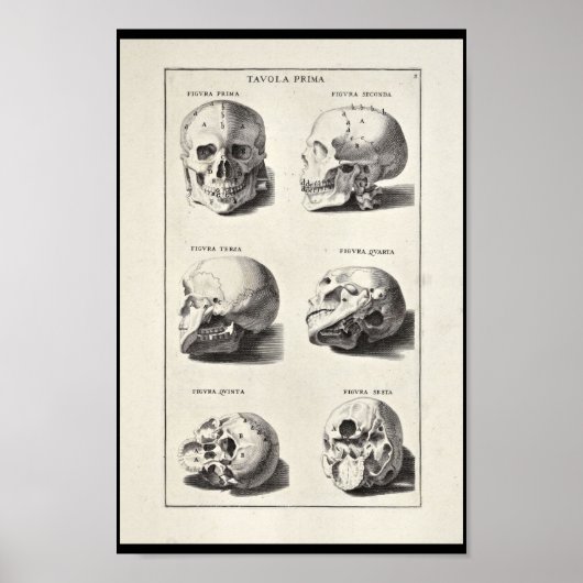 1691 Kunstmatige anatomie schedel afdrukken Poster (Voorkant)
