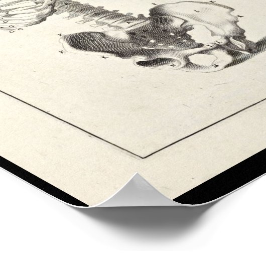 1691 Kunstmatige anatomie skelet kunst Poster (Hoek)