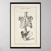 1691 Kunstmatige anatomie skelet kunst Poster (Voorkant)