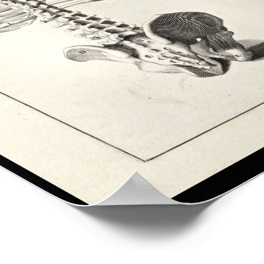 1691 Kunstmatige anatomie skeletspiering - Kunst a Poster (Hoek)