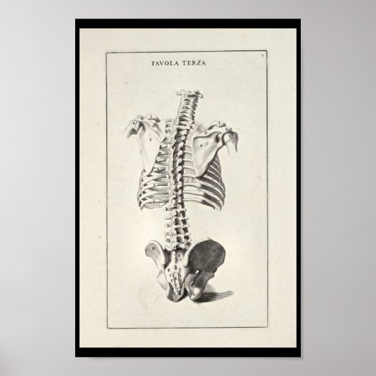 1691 Kunstmatige anatomie skeletspiering - Kunst a Poster (Voorkant)