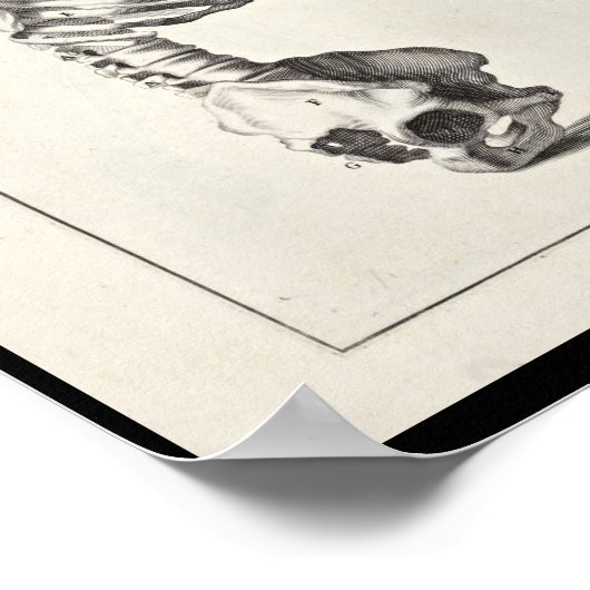 1691 Kunstmatige anatomie skeletspiering - Kunst a Poster (Hoek)