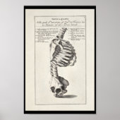 1691 Kunstmatige anatomie skeletspiering - Kunst a Poster (Voorkant)