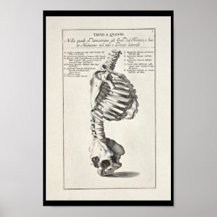 1691 Kunstmatige anatomie skeletspiering - Kunst a Poster
