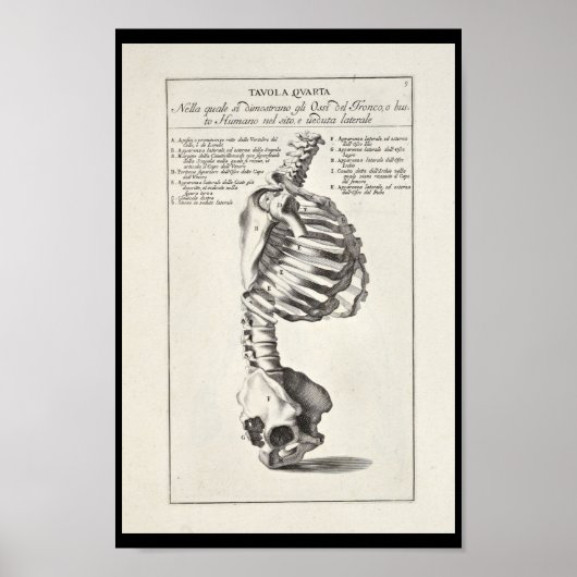 1691 Kunstmatige anatomie skeletspiering - Kunst a Poster (Voorkant)