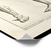 1691 Kunstmatige anatomiepotelspieren Kunst Afdruk Poster (Hoek)