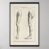 1691 Kunstmatige anatomiepotelspieren Kunst Afdruk Poster (Voorkant)