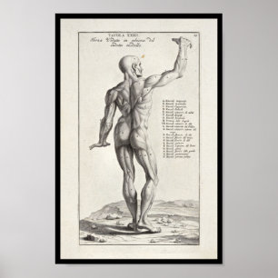 1691 Kunstmatige anatomiespieren Kunst Afdrukken Poster